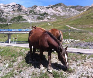 bonaigua-caballos